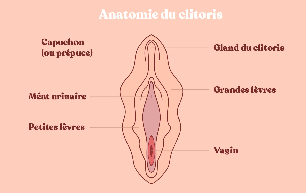 Anatomie du clitoris
